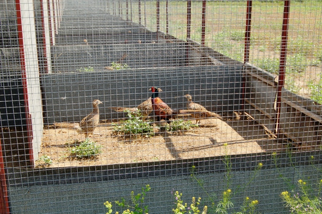 Строительство вольера для содержания фазанов