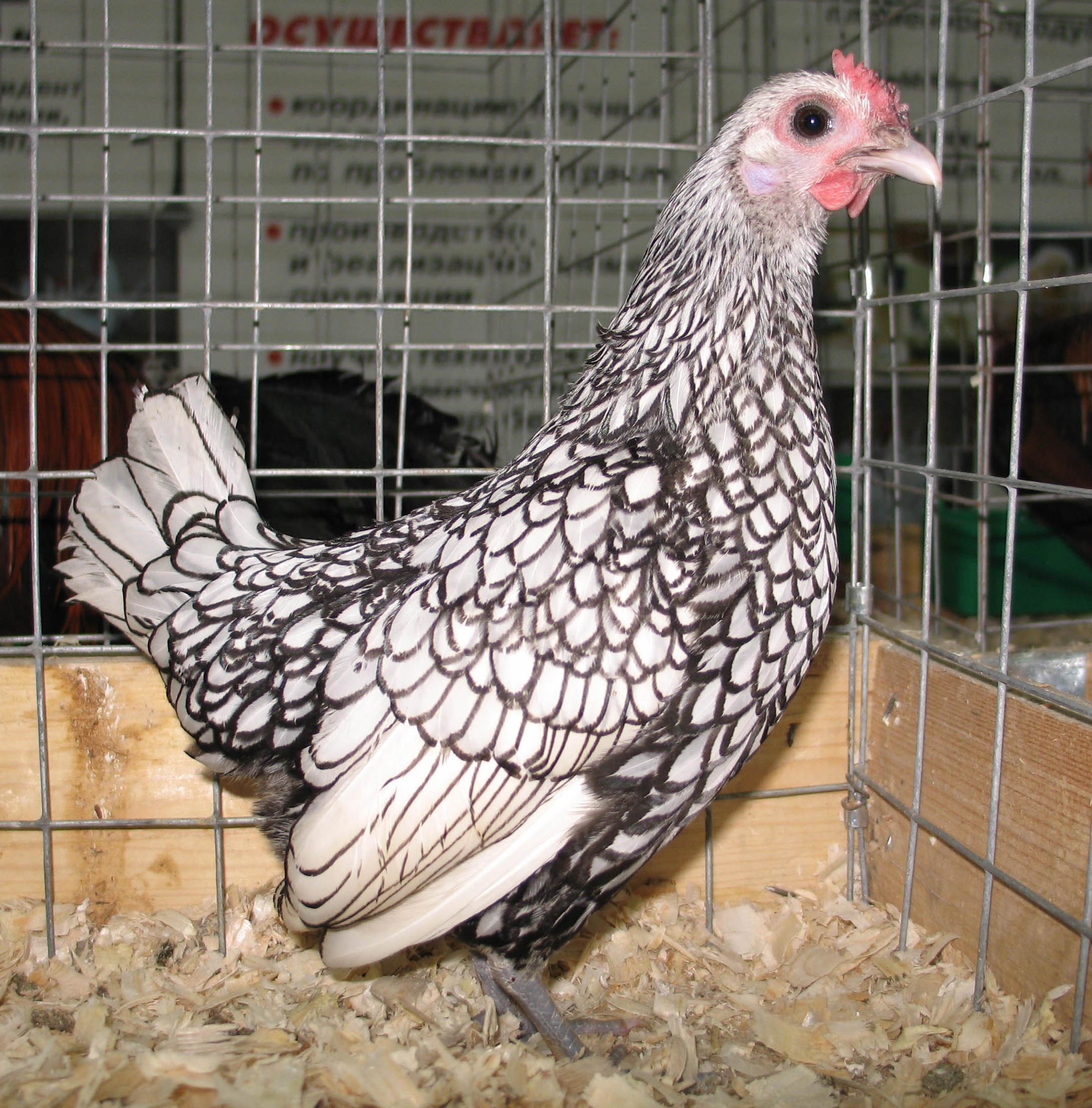 Сибрайт порода кур – описание, фото и видео