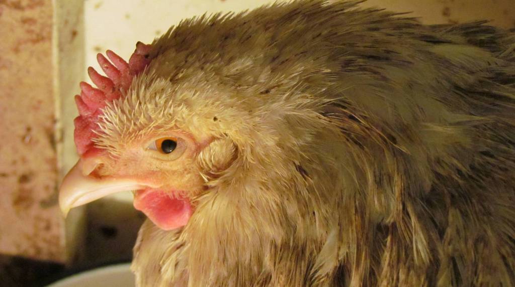 Энростин: инструкция по применению для цыплят бройлеров, взрослых кур и несушек