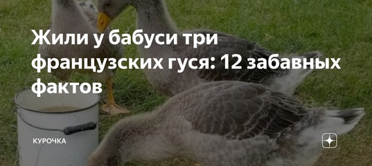 12 забавных фактов о домашних гусях