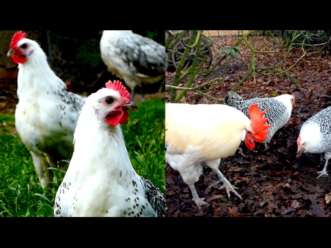 Остфризская чайка порода кур – описание с фото и видео