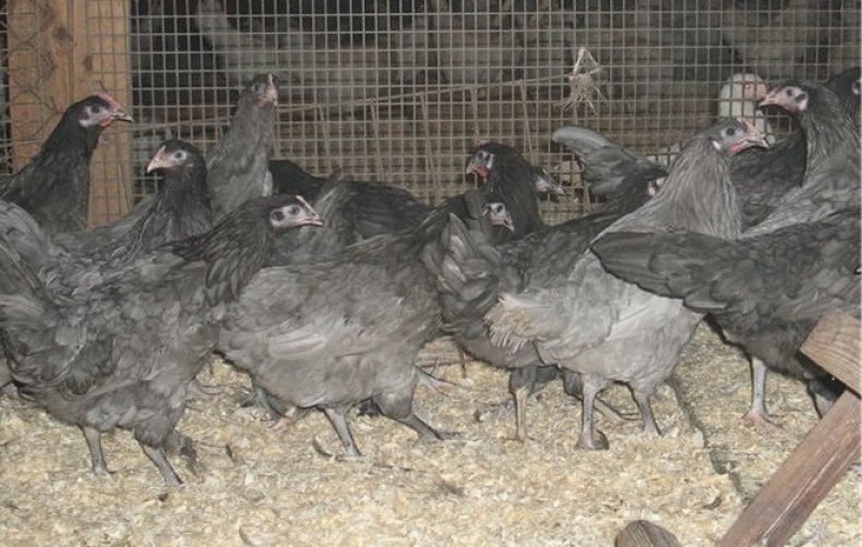 Породы голубых кур несушек с описанием, фото и видео