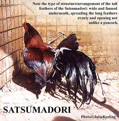Сатсумадори - бойцовая порода кур. Описание, характеристики, разведение, содержание, кормление и инкубация