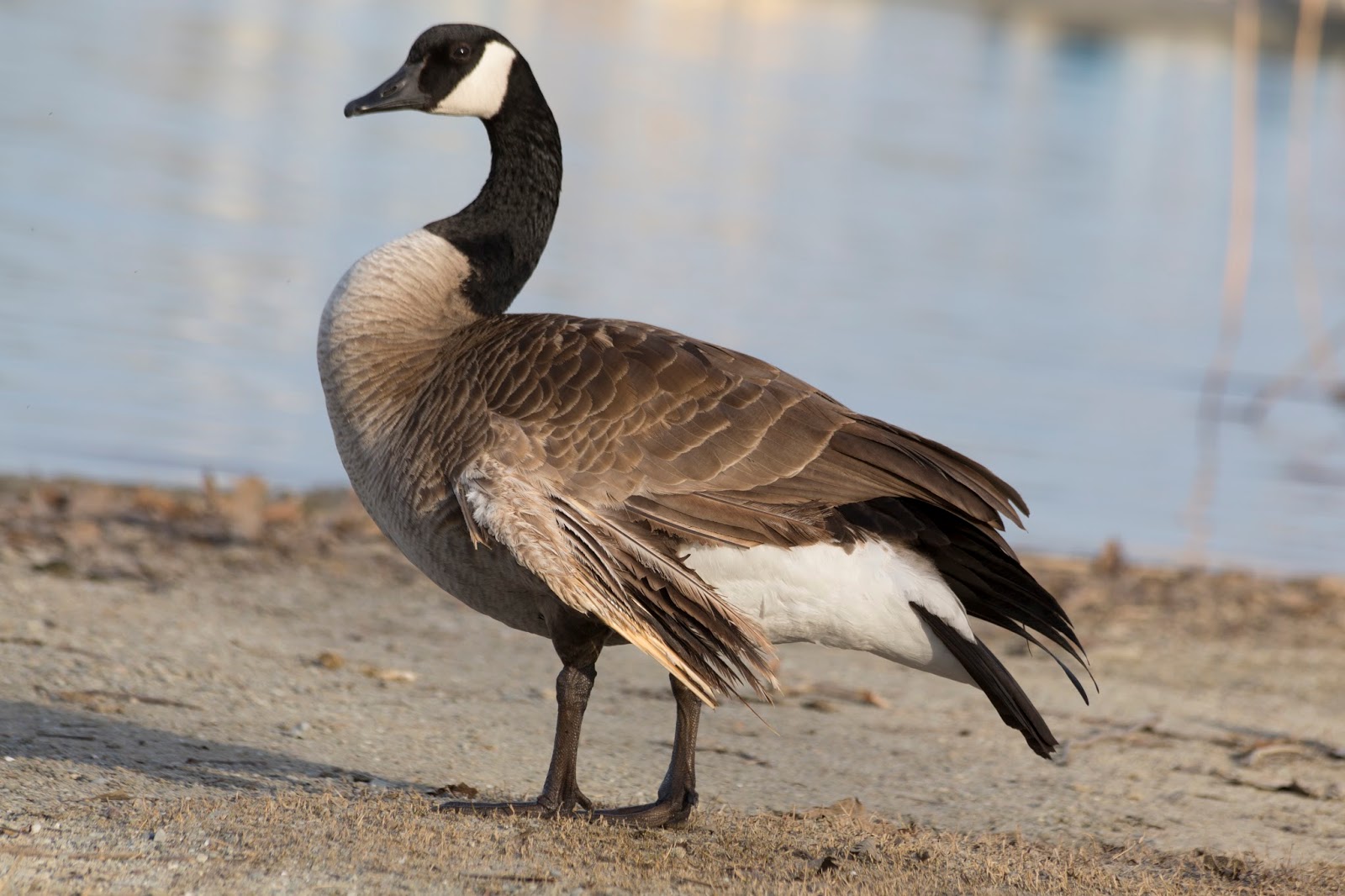 Казарка: характеристики и описание дикого гуся