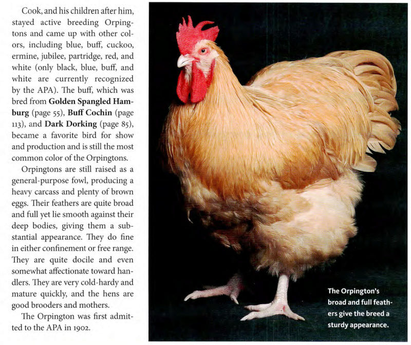 Орпингтон - мясо-яичная порода кур. Описание, разведение и выращивание, кормление, инкубация и яйценоскость