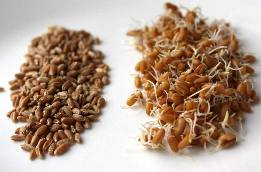 Пророщенная пшеница для кур несушек – польза и как правильно кормить