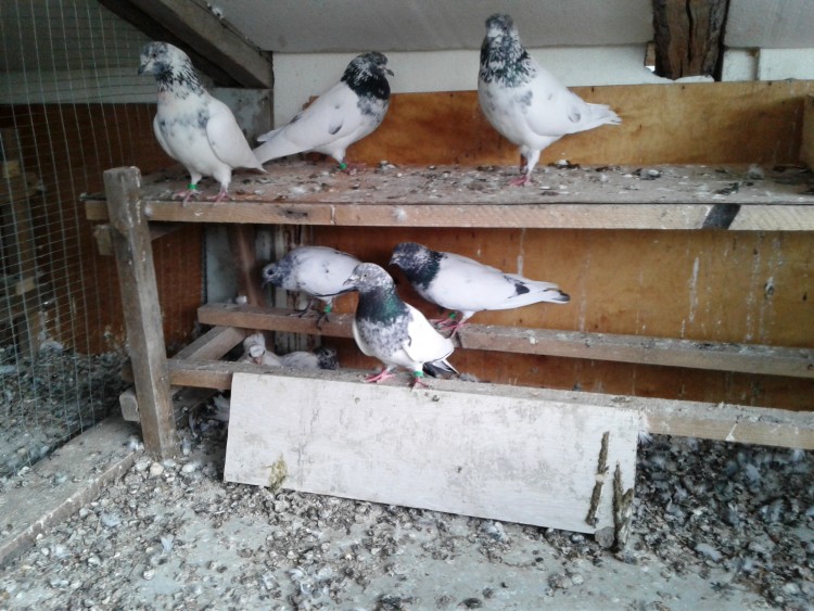 Разведение и содержание голубей в домашних условиях