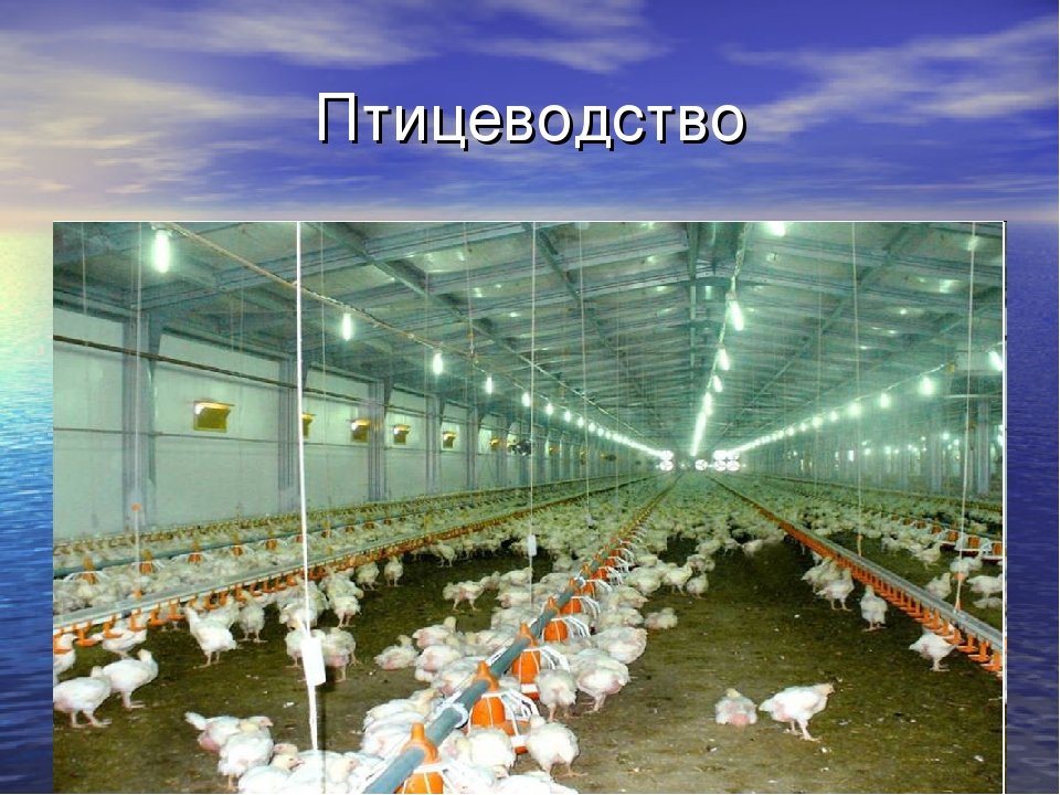 Отечественное птицеводство в России на новом уровне