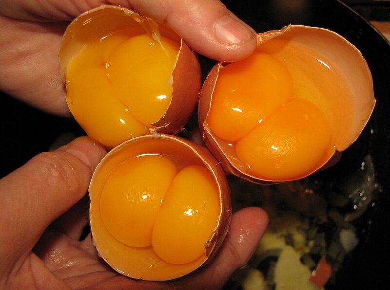 Почему свежие куриные яйца воняют как тухлые?