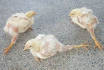 Что делать, если бройлеры падают на ноги: как вылечить цыплят