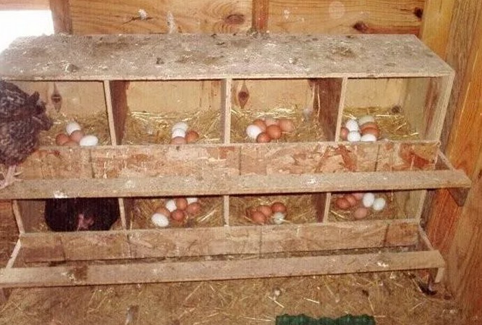 Как приучить курицу нестись в гнезде, а не на полу?