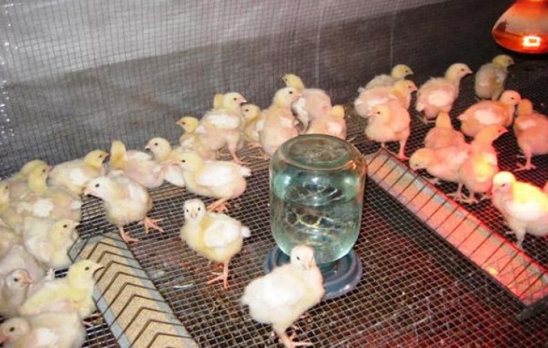 Как ухаживать за цыплятами с первого дня жизни