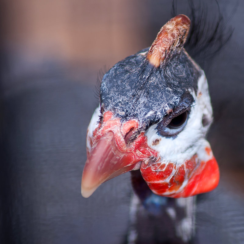Грифовая цесарка – фото, особенности содержания на приусадебном участке