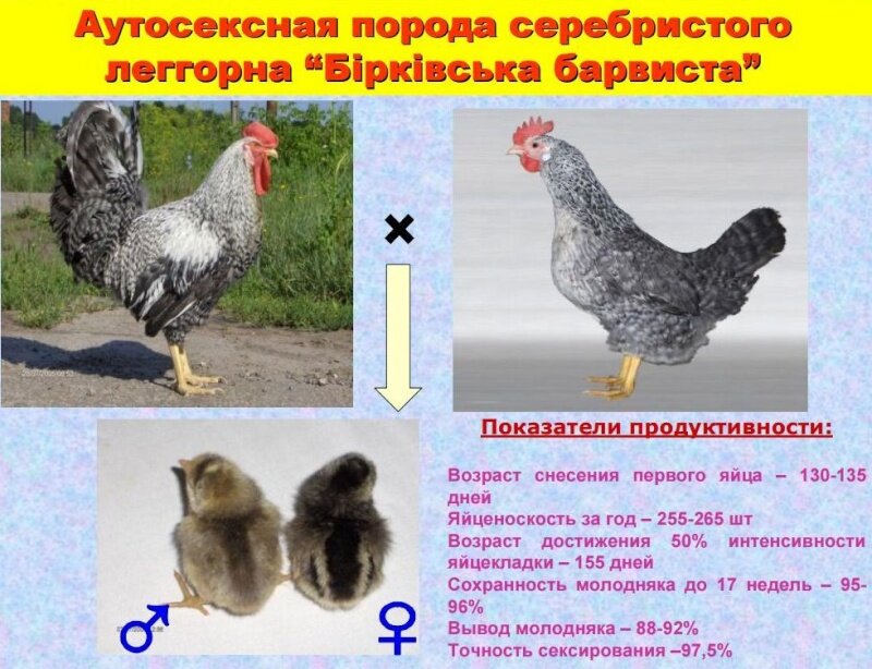 Борковские Барвистые куры несушки — описание с фото