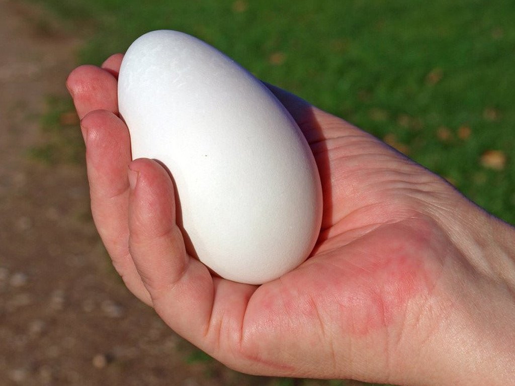 Сколько гуси несут яиц в год