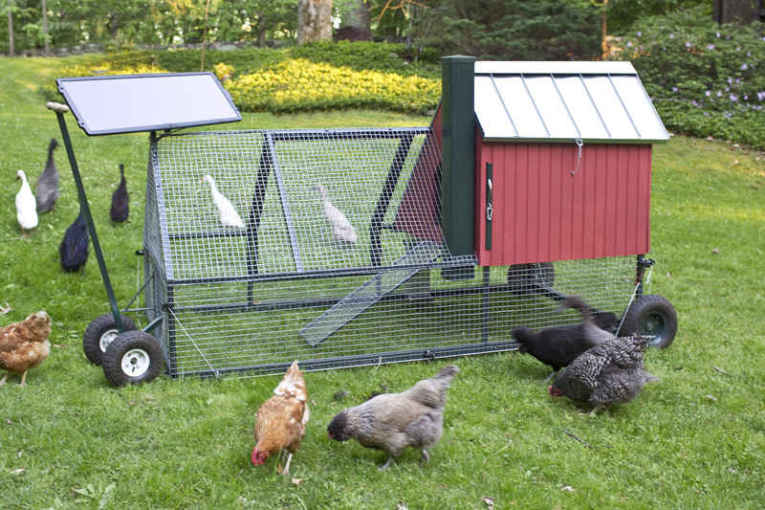 Технология содержания домашней птицы на даче и в личном хозяйстве