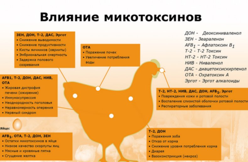 Микотоксины и репродукция птицы, снижение яйценоскости