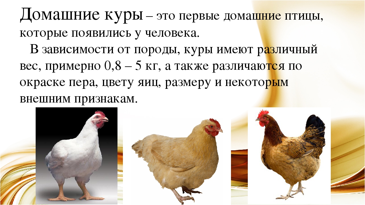 Курица и человек или как одомашнивали кур