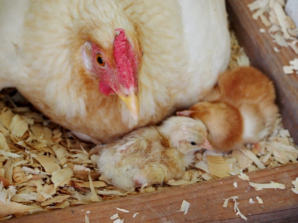 Курица села на яйца, что делать дальше? Подготовка гнезда, продолжительность высиживания и уход за несушкой