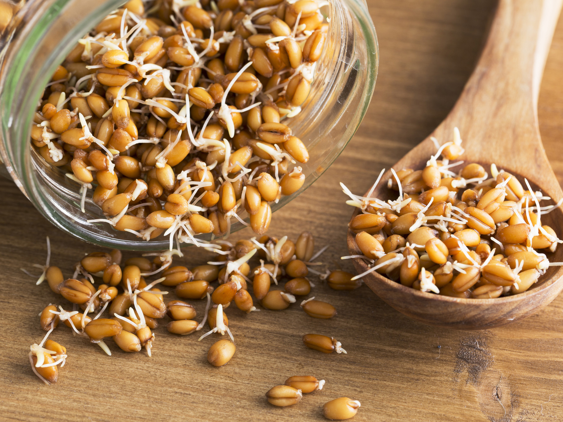 Полезные свойства пророщенной пшеницы