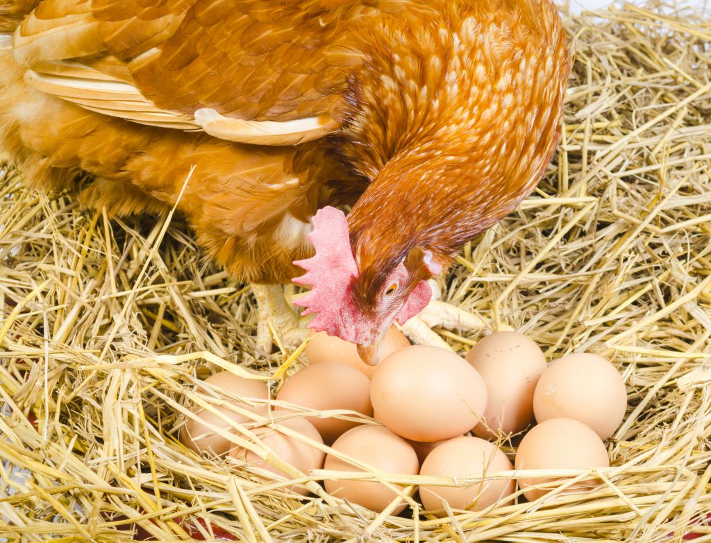 Каким образом куры несут яйца: особенности яйценоски