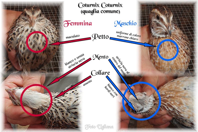 Цесарки – как отличить самку от самца по внешним и физиологическим признакам