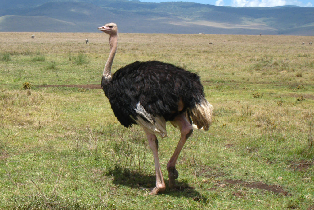 Африканский страус: описание породы и интересные факты