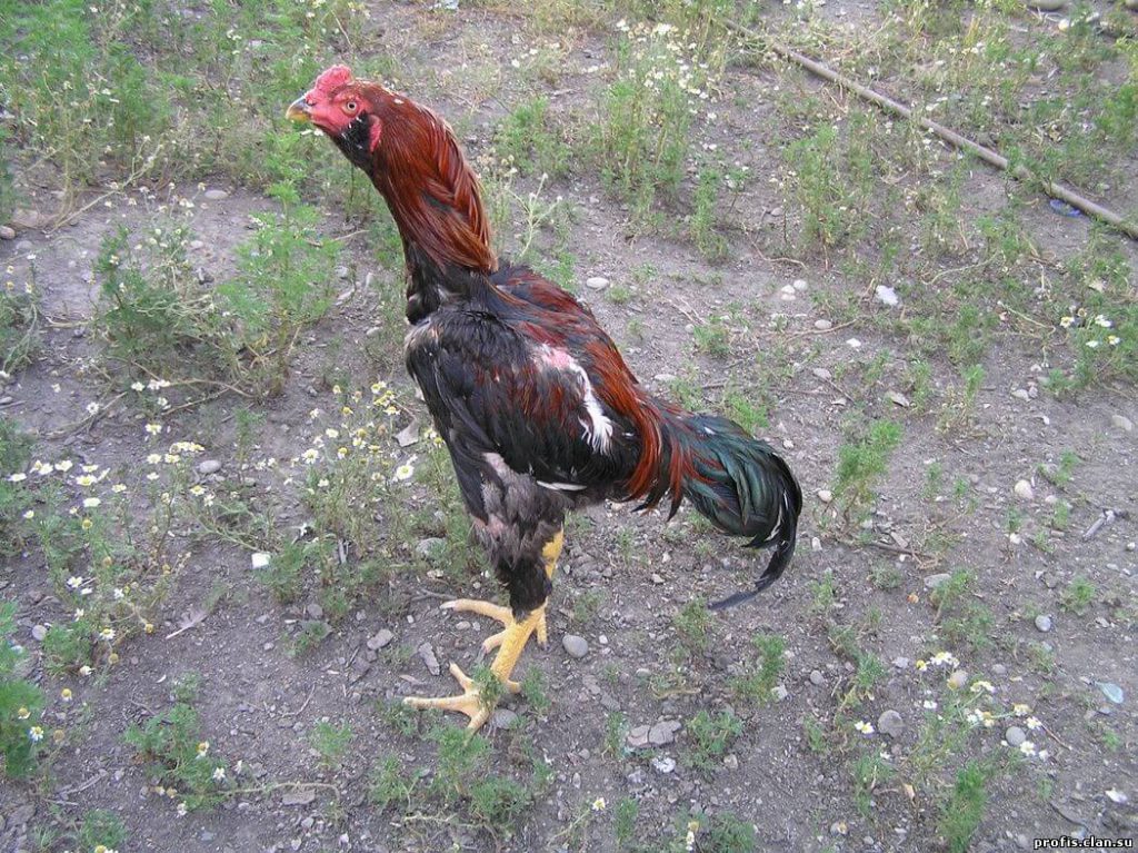 Кубалая порода кур – описание бойцовой с фото и видео