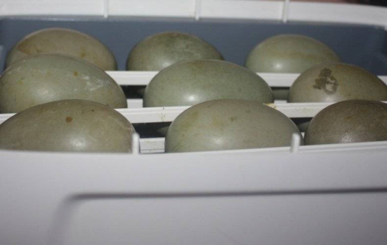 Как закладывать утиные яйца в инкубатор?