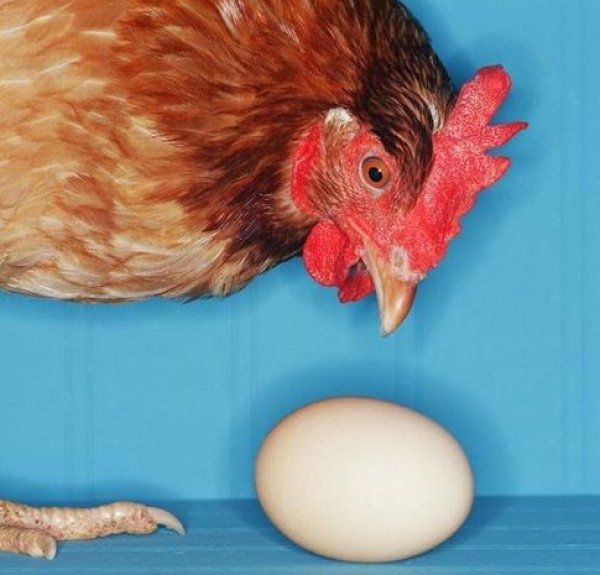 Куры едят яйца – что изменить в рационе и гнезде?