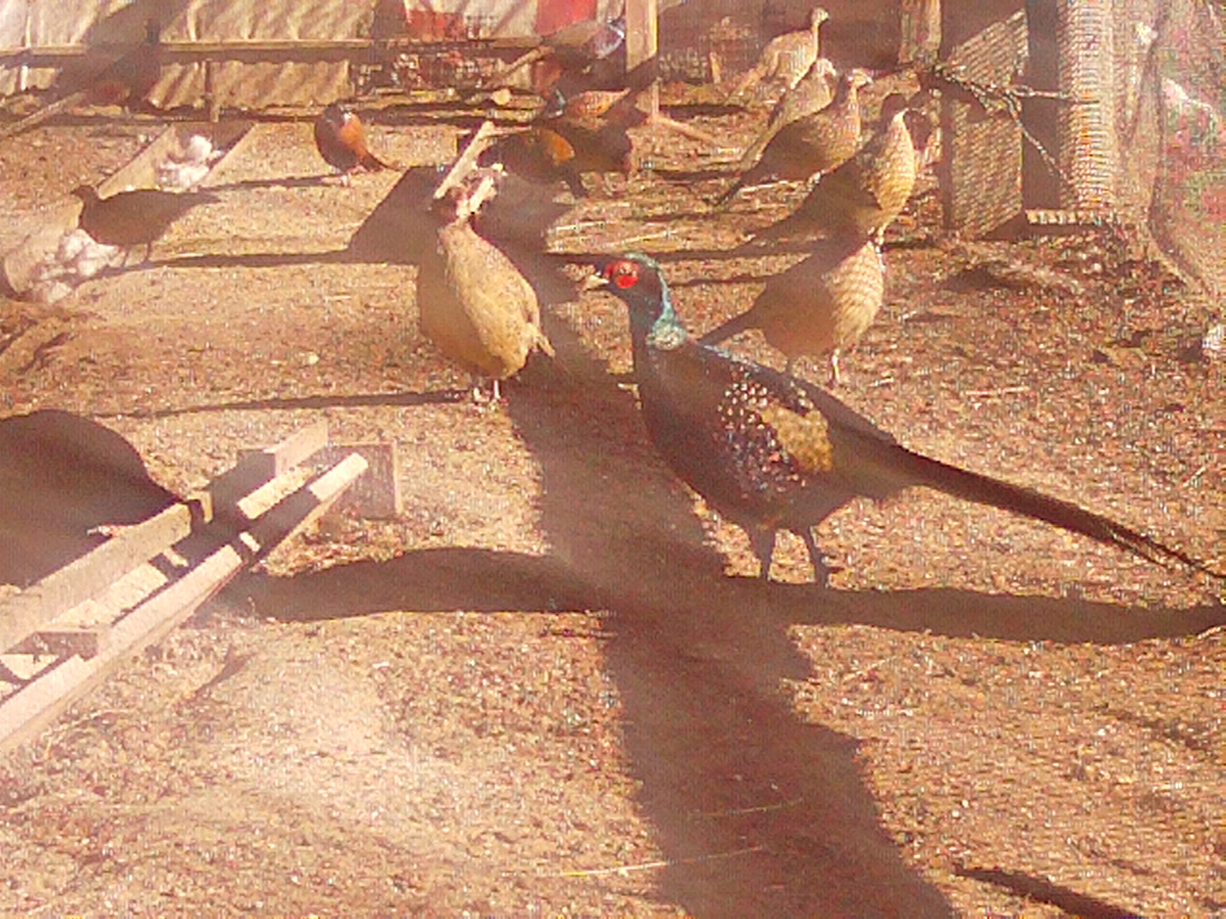 Белый фазан – с какой целью можно разводить в неволе этих красивых птиц