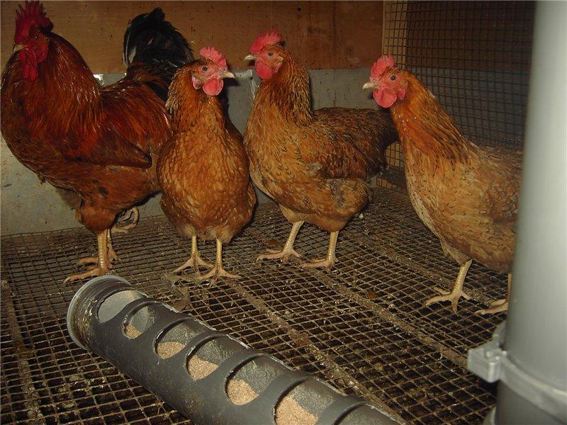 Красношапочная - мясо-яичная порода кур. Описание, характеристика, разведение, кормление и инкубация
