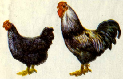 Юрловская - голосистая порода кур. Описание, характеристики, содержание, кормление и инкубация
