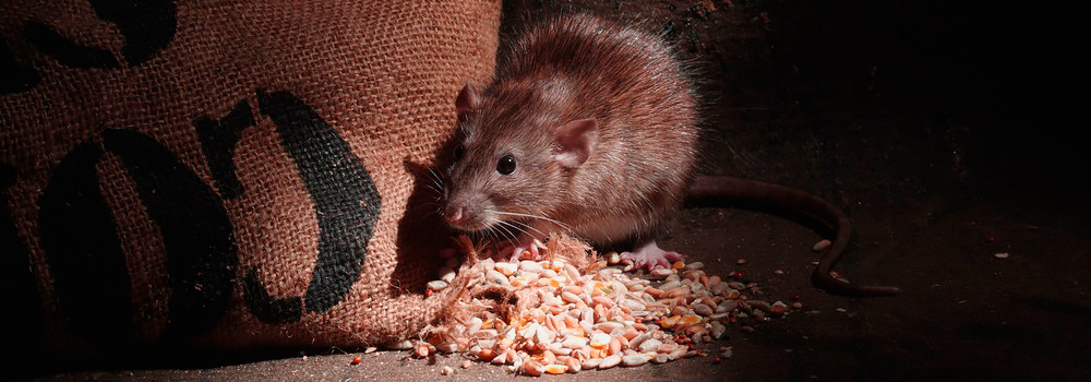 Серые крысы пасюки в доме и на участке