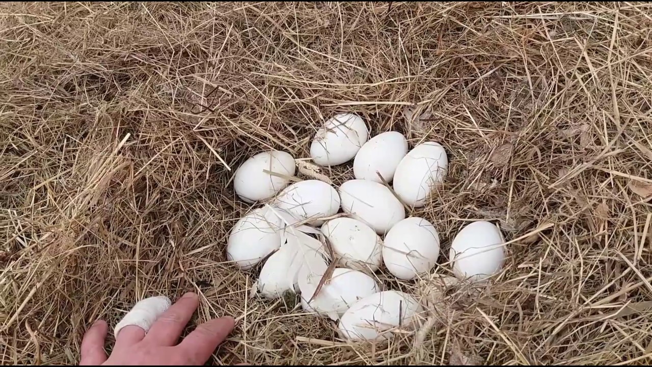 Когда гуси садятся на яйца