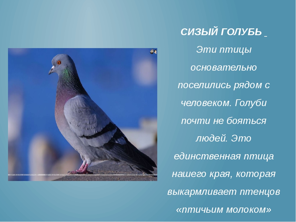 Голубь – птица мира: почему его так называют, какие названия есть еще