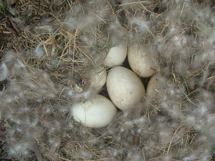 Как определить время яйценоски у гусей?