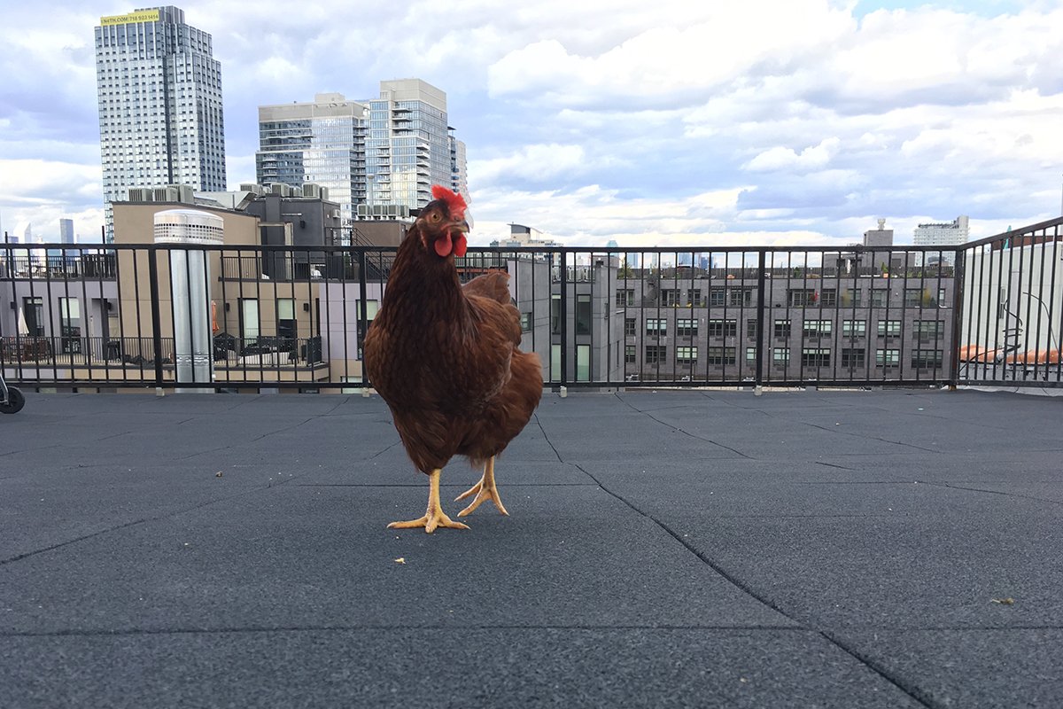 Курица живет в квартире — фото и карьера несушки фотомодели