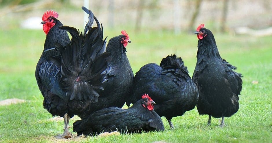 Австралорп - мясо-яичная порода кур. Характеристики, особенности содержания, кормление, инкубация