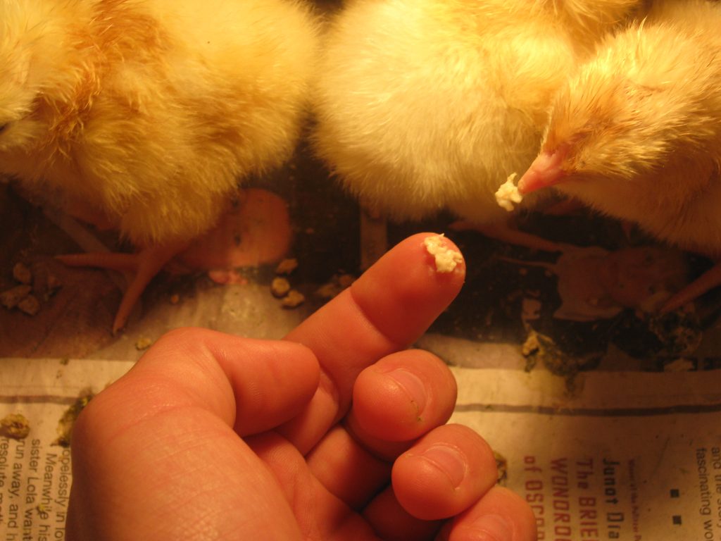Цыплята в первую неделю жизни – 5 правил