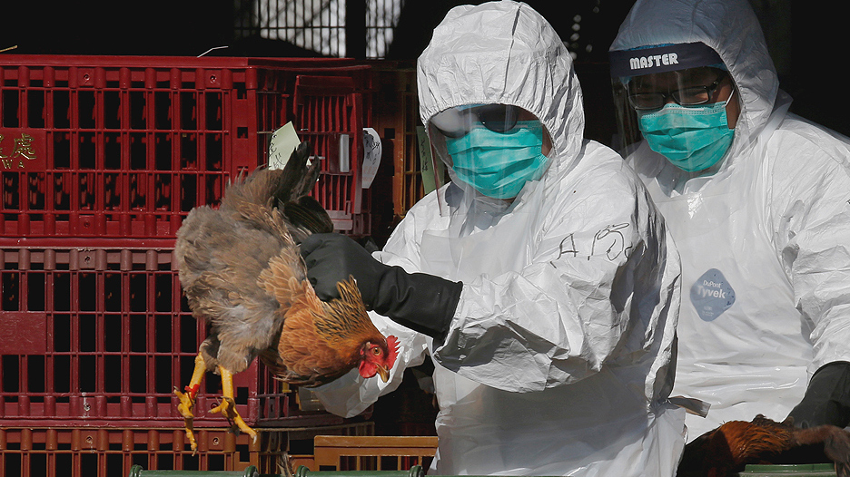 Птицеводы обеспокоены вспышками птичьего гриппа