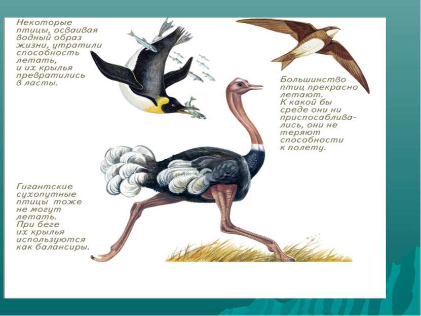 Почему курицы и петухи не летают? Эволюционные изменения, строение тела и другие причины