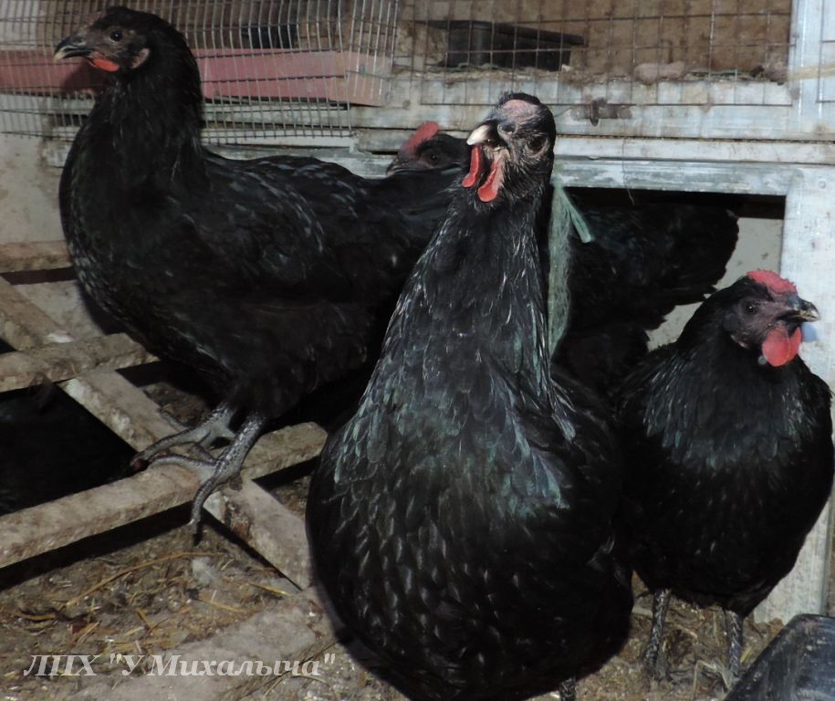 Черная Шуменская порода кур – описание с фото и видео