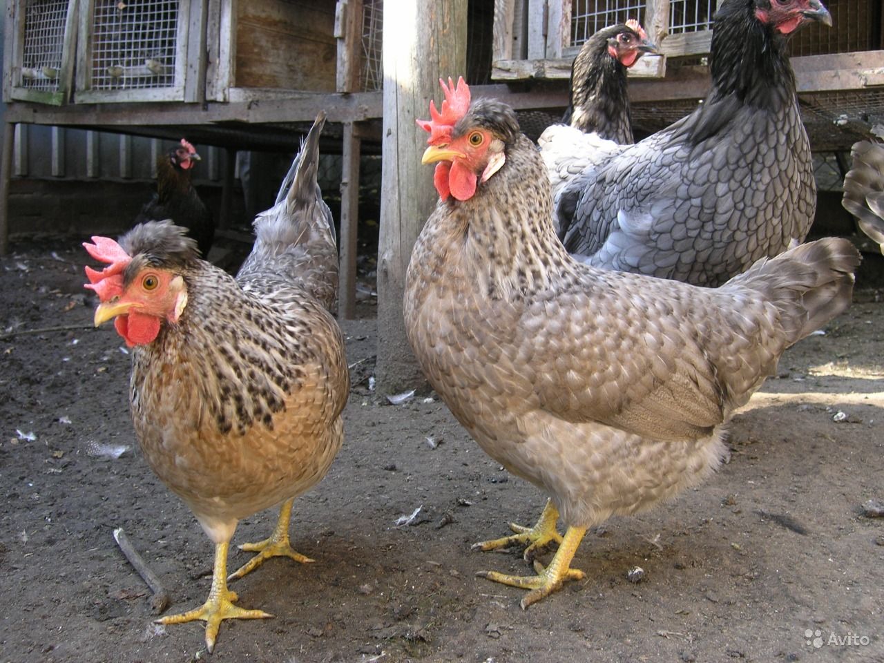 Виандот - мясо-яичная порода кур. Характеристики, описание, нюансы разведения, кормление