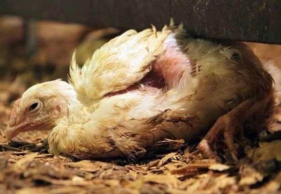 Почему цыплята бройлеров клюют друг друга до крови и что с этим делать? Симптомы каннибализма у кур, лечение и профилактика