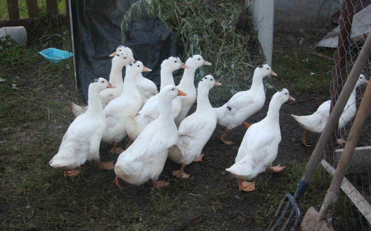 Особенности московской белой утки, нюансы породы, правила выращивания