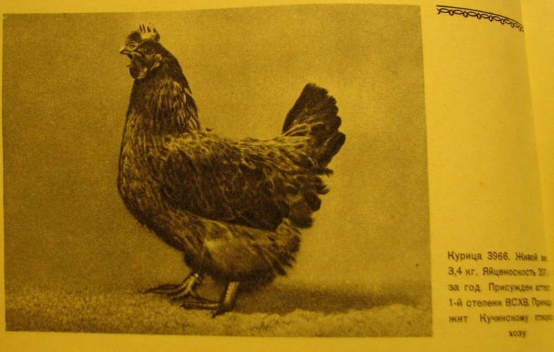 Маранди порода кур – описание с фото из Азербайджана