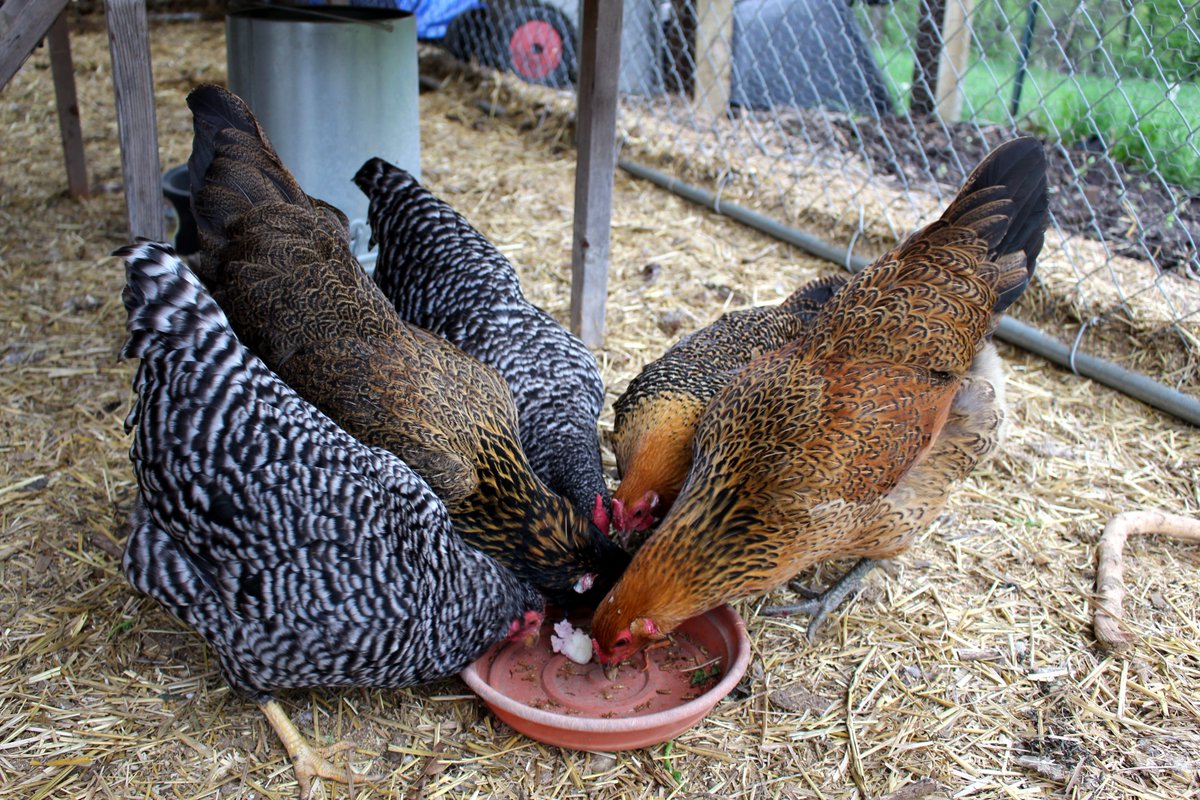 Лебеда для кур несушек и цыплят – польза и вред