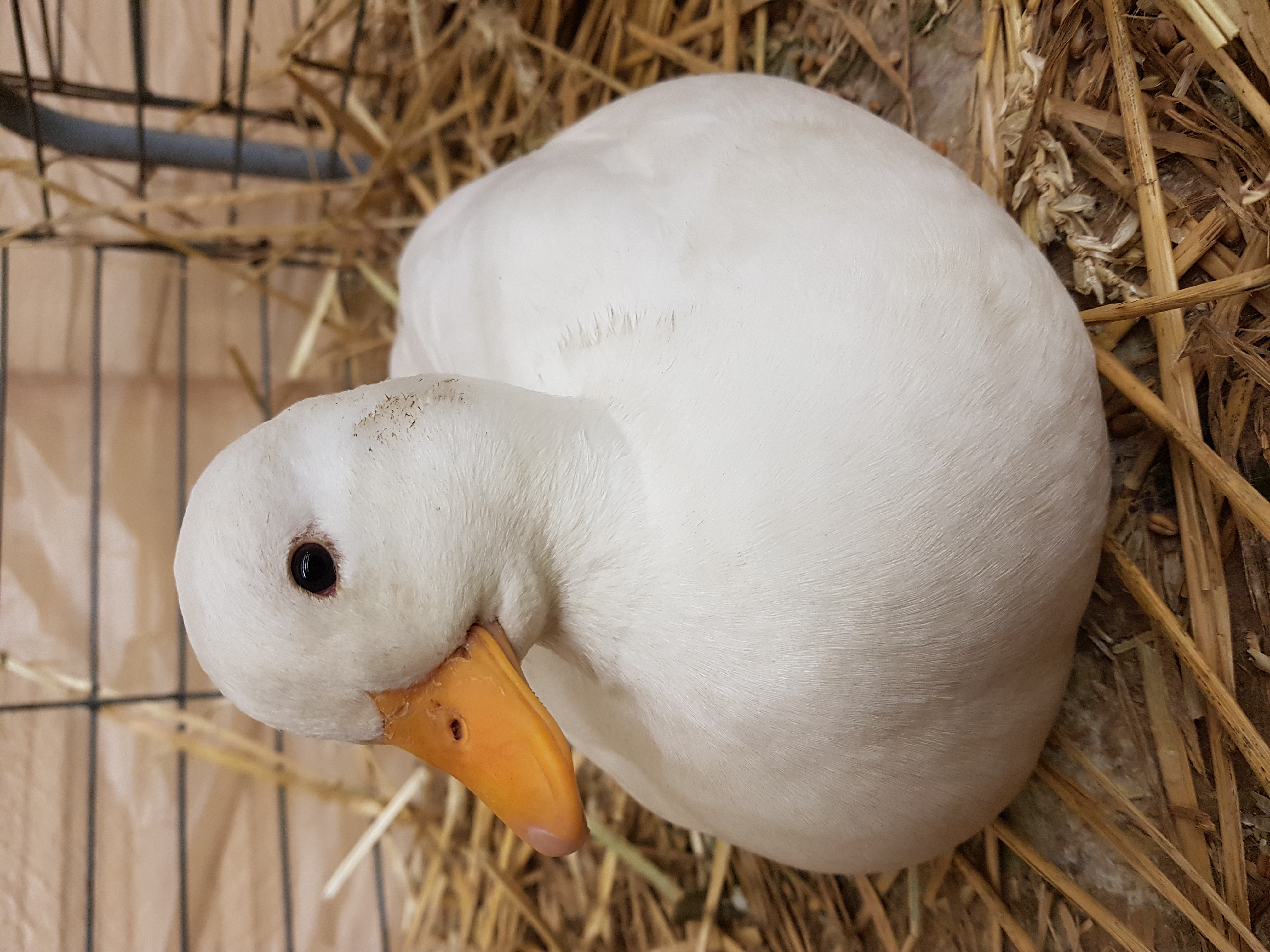Самые популярные белые утки, описание и характеристики домашних пород с фото