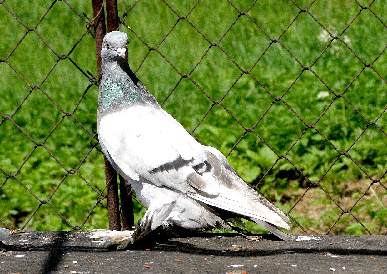 Агараны – описание и характеристики бойной породы голубей